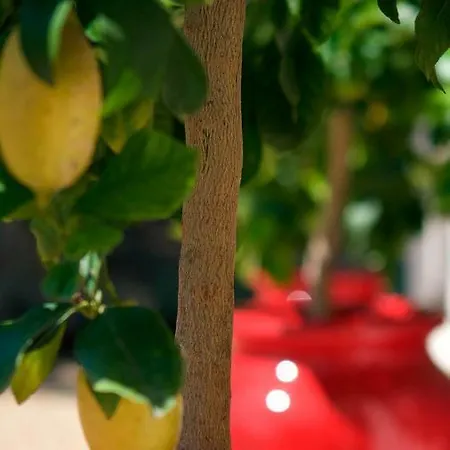 Les Pins De L'escalet *