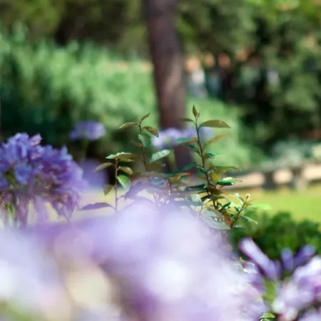 Les Pins De L'escalet * راماتويل